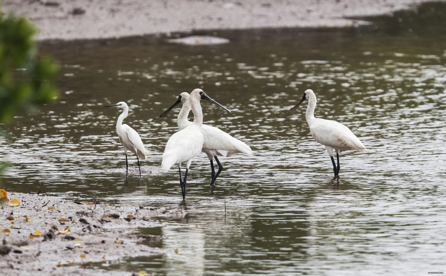 Cò thìa: loài chim di cư quý hiếm tại Việt Nam
